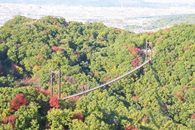 ほしだ園地の森を空中散歩♪星のブランコウォーク1